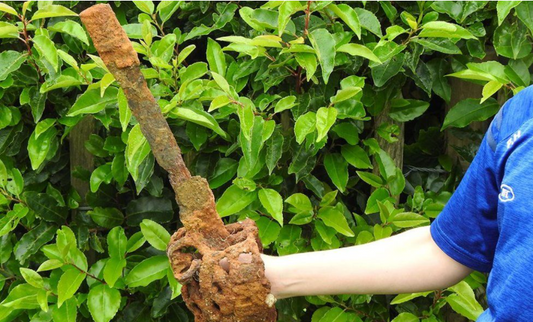 BEGINNER'S LUCK FOR 10-YEAR-OLD METAL DETECTORIST
